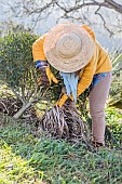Woman mulching the base of a shrub with green waste from the cleaning of perennial plants: direct recycling of green waste as mulch in the garden.