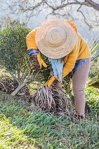 Woman_mulching_the_base_of_a_shrub_with_green_waste_from_the_cleaning_of_perennial_plants_direct_rec