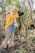 Woman pruning a wisteria in late winter. Cutting last years vine shoots.