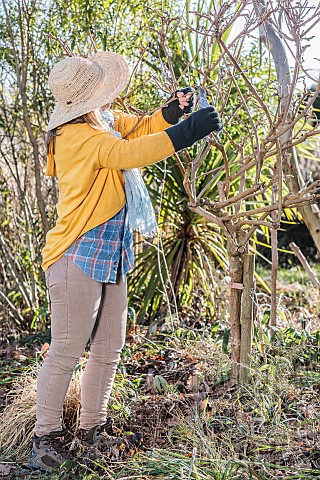 Woman_pruning_a_wisteria_in_late_winter_Cutting_last_years_vine_shoots