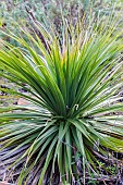 Rosette of Nolina hibernica, aka LaSiberica, in a garden. Drought-resistant plant.