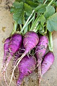 Winter Radish Blauer Herbst und Winter (Autumn and Winter Blue), freshly harvested.