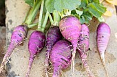 Winter Radish Blauer Herbst und Winter (Autumn and Winter Blue), freshly harvested.