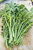 Harvest winter cress flower stalks, which can be eaten like asparagus or spinach.