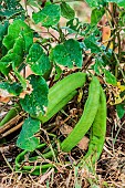 Sword bean pods (Canavalia gladiata), used in cooking and even desserts.