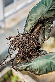 Hands holding a plant that has died of root asphyxia: the root ball is soaked and the roots have lost their rootlets.