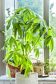 Malabar chestnut (Pachira aquatica) grown indoors.