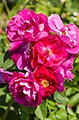 Portrait of the Anthony Waterer rose. Hybrid of Rosa rugosa (1896), weak upward movement, very fragrant. Triploid form.