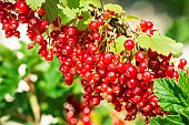 Close up of the Mulka currant. Productive but slow-growing, adapted to cool climates.