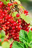 Close up of the Mulka currant. Productive but slow-growing, adapted to cool climates.