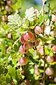 Gooseberry Tocade bush portrait