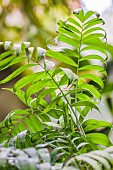 Hardy bamboo palm (Chamaedorea microspadix), grown indoors.