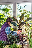 Man moving houseplants closer to the window in autumn.