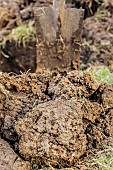 Sticky, asphyxiating clay soil: the soil forms rounded clods, rust-colored patches are visible (hydromorphic profile).