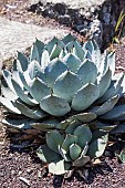 Agave parryi var truncata: a small agave recognizable by its rounded appearance. One of the hardiest agaves.
