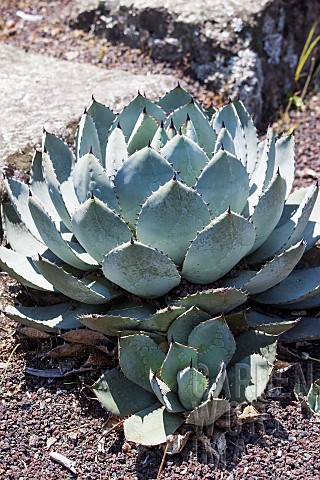Agave_parryi_var_truncata_a_small_agave_recognizable_by_its_rounded_appearance_One_of_the_hardiest_a