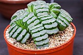 Haworthia truncata in cultivation: the leaves are truncated and, into the wild, most of the plants body is underground.