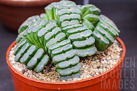 Haworthia_truncata_in_cultivation_the_leaves_are_truncated_and_into_the_wild_most_of_the_plants_body