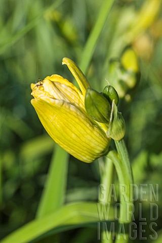 Daylily_flower_attacked_by_Contarinia_quinquenotata_the_daylily_gall_prevents_the_buds_from_opening_