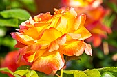 Rosa Philippe Noiret, flower