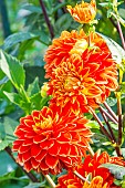 Dahlia Bettina Verbeek, flowers