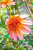 Dahlia Totally Tangerine, flower