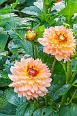 Dahlia Erna Panzer, flowers