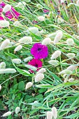 Bunny tail Grass, Lagurus ovatus, and Petunia Tidal Wave PurplePetunia hedgiflora Tidal Wave Purple, flowers