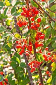 Cotoneaster, Cotoneaster gracilis, berries