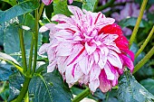 Dahlia Prince Valiant, flower