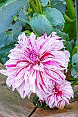 Dahlia Prince Valiant, flower