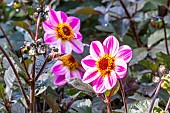 Dahlia Mystic Dreamer, flowers