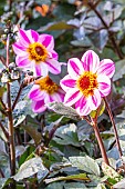 Dahlia Mystic Dreamer, flowers