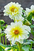 Dahlia Nimbus, flowers