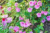 Diascia barbarae Flying Color Trailing Antique Rose, flowers