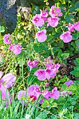 Diascia barbarae Flying Color Trailing Antique Rose, flowers
