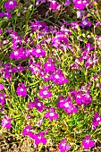 Edging Lobelia Regatta Sapphire Lobelia erinus Regatta Sapphire, flowers