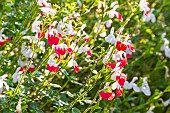 Hot Lips Baby Sage, Salvia microphylla Hot Lips, flowers
