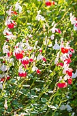Hot Lips Baby Sage, Salvia microphylla Hot Lips, flowers