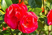 Rosa Crêpe de Chine, flowers