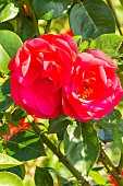 Rosa Crêpe de Chine, flowers