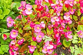 Begonia Ambassador Rose, Begonia semperflorens Ambassador Rose, flowers