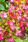 Begonia Ambassador Rose, Begonia semperflorens Ambassador Rose, flowers