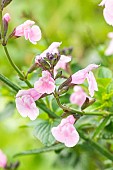 Baby sage Blind Faith, Salvia microphylla Blind Faith, flowers