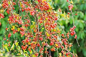 James barberry, Berberis jamesiana, fruits