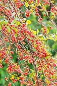 James barberry, Berberis jamesiana, fruits