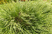 Carqueja, Baccharis genistelloides, flowers