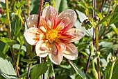 Dahlia Lartigau, flower