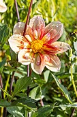 Dahlia Lartigau, flower