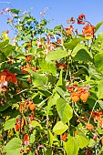 Scarlet runner bean, Phaseolus coccineus Goliath, Phaseolus coccineus Golden Sunshine, flowers